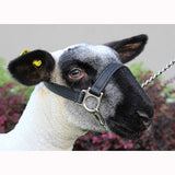 Sheep Halters- First Class