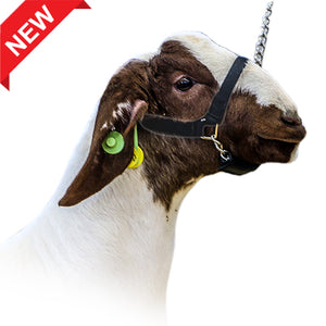 Goat Halter - Hummel